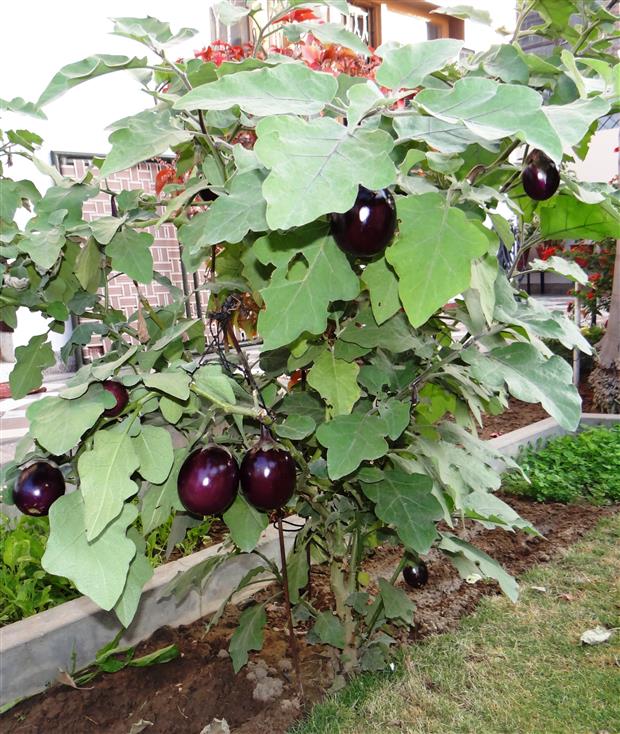 Solanum melongena